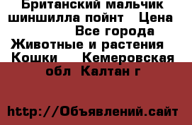 Британский мальчик шиншилла-пойнт › Цена ­ 5 000 - Все города Животные и растения » Кошки   . Кемеровская обл.,Калтан г.